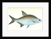 Bream, Cyprinus Brama by E. Donovan