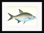 Bream, Cyprinus Brama by E. Donovan