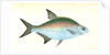 Bream, Cyprinus Brama by E. Donovan