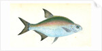 Bream, Cyprinus Brama by E. Donovan