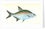 Bream, Cyprinus Brama by E. Donovan