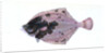 Flounder, Pleuronectes flessus by E. Donovan