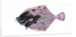 Flounder, Pleuronectes flessus by E. Donovan
