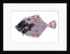 Flounder, Pleuronectes flessus by E. Donovan