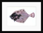 Flounder, Pleuronectes flessus by E. Donovan