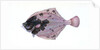 Flounder, Pleuronectes flessus by E. Donovan
