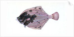 Flounder, Pleuronectes flessus by E. Donovan