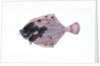 Flounder, Pleuronectes flessus by E. Donovan