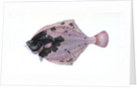 Flounder, Pleuronectes flessus by E. Donovan