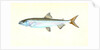 Anchovy, Clupea encrasicolus by E. Donovan