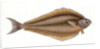 Holibut, Pleuronectes Hippoglossus by E. Donovan