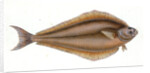 Holibut, Pleuronectes Hippoglossus by E. Donovan