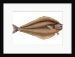 Holibut, Pleuronectes Hippoglossus by E. Donovan