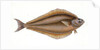 Holibut, Pleuronectes Hippoglossus by E. Donovan