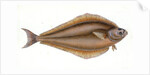 Holibut, Pleuronectes Hippoglossus by E. Donovan