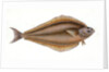 Holibut, Pleuronectes Hippoglossus by E. Donovan