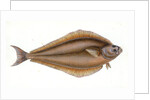 Holibut, Pleuronectes Hippoglossus by E. Donovan