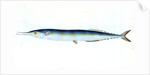 Saury, or Skipper Pike, Esox saurus by E. Donovan
