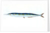 Saury, or Skipper Pike, Esox saurus by E. Donovan