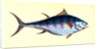 Tunny, Scomber Thynnus by E. Donovan