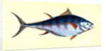 Tunny, Scomber Thynnus by E. Donovan