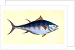 Tunny, Scomber Thynnus by E. Donovan