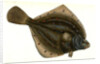 Plaise, Pleuronectes Platessa, 1802 by E. Donovan
