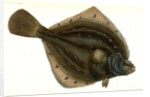 Plaise, Pleuronectes Platessa, 1802 by E. Donovan