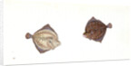 Cyclops Flounder, Pleuronectes Cyclops, 1806 by E. Donovan