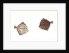 Cyclops Flounder, Pleuronectes Cyclops, 1806 by E. Donovan