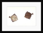 Cyclops Flounder, Pleuronectes Cyclops, 1806 by E. Donovan