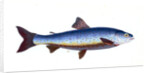 Salvelian Charr, Salmo Salvelinus by E. Donovan
