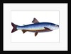 Salvelian Charr, Salmo Salvelinus by E. Donovan