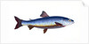 Salvelian Charr, Salmo Salvelinus by E. Donovan