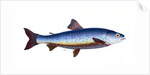 Salvelian Charr, Salmo Salvelinus by E. Donovan