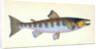 Trout, Salmo Fario by E. Donovan