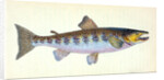 Trout, Salmo Fario by E. Donovan