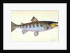 Trout, Salmo Fario by E. Donovan