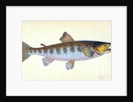 Trout, Salmo Fario by E. Donovan