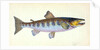 Trout, Salmo Fario by E. Donovan