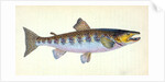 Trout, Salmo Fario by E. Donovan