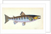 Trout, Salmo Fario by E. Donovan