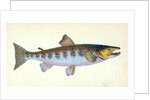 Trout, Salmo Fario by E. Donovan