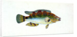 Fifteen-spined Stickleback, Gasterosteus spinachia by E. Donovan