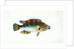 Fifteen-spined Stickleback, Gasterosteus spinachia by E. Donovan