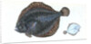 Brill, Pleuronectes rhombus by E. Donovan