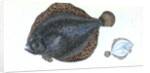 Brill, Pleuronectes rhombus by E. Donovan