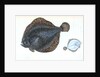 Brill, Pleuronectes rhombus by E. Donovan