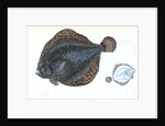 Brill, Pleuronectes rhombus by E. Donovan