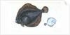 Brill, Pleuronectes rhombus by E. Donovan